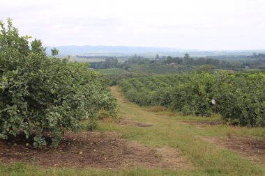 Arjantin 'in kuzeybatısındaki narenciye tarlası