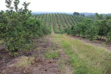 Arjantin 'in kuzeybatısındaki narenciye tarlası
