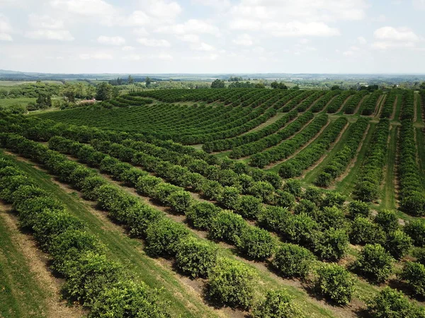 Arjantin 'in kuzeybatısındaki narenciye tarlası