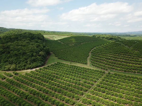 Arjantin 'in kuzeybatısındaki narenciye tarlası