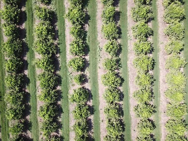 Citrus Plantation Northwestern Argentina — стоковое фото