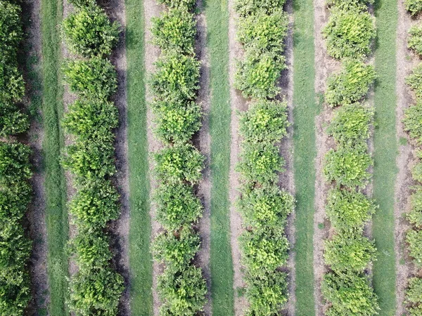 Citrus Plantation Northwestern Argentina — стоковое фото