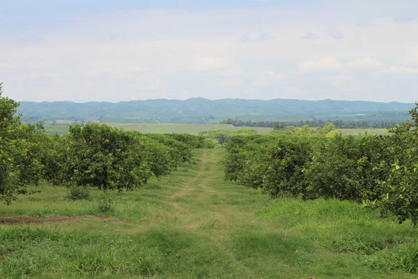 Arjantin 'in kuzeybatısındaki narenciye tarlası