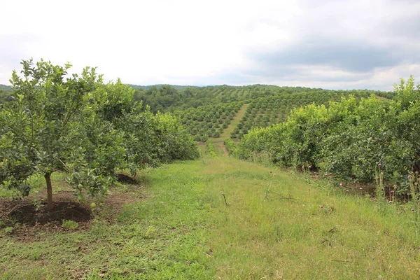 Arjantin 'in kuzeybatısındaki narenciye tarlası