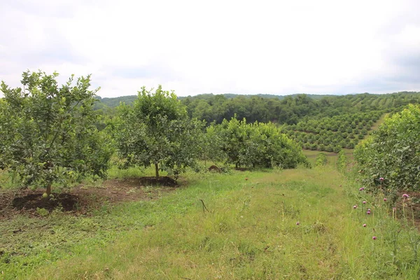 Arjantin 'in kuzeybatısındaki narenciye tarlası