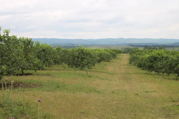 Arjantin 'in kuzeybatısındaki narenciye tarlası