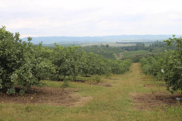 Arjantin 'in kuzeybatısındaki narenciye tarlası