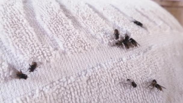 Groupes Mouches Sur Vêtements Insectes Sales Mouches Sur Remorquage Blanc — Video