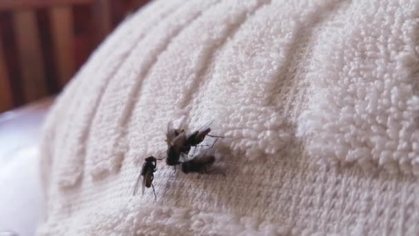 汚れた服や昆虫の上に飛ぶ白い牽引に飛ぶ — ストック動画