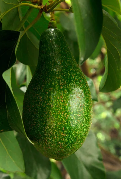 Avocados Hanging Branch Green Leavess Avocado Leaf Professional Food Photography — 图库照片