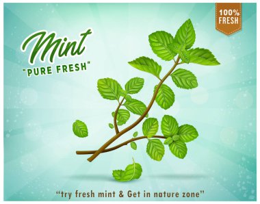 Açık mavi arkaplanda bırakılmış nane bitkisel kök vektör illüstrasyonu