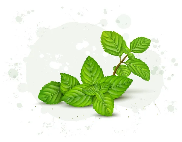 Fresh Green Herbal Mint Leaves Vector Illustration — стоковый вектор