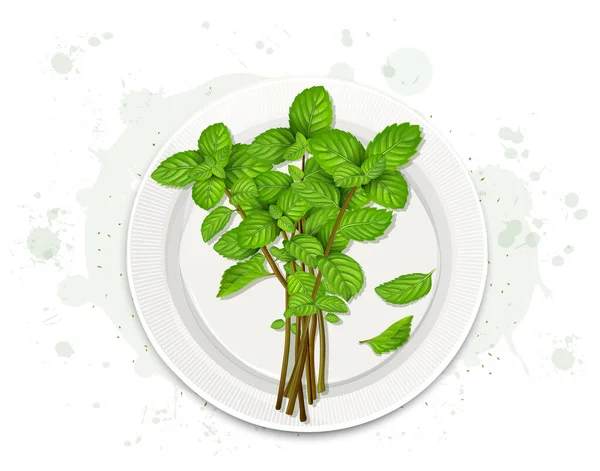 Mint Leaves Stem Vector Illustration Von Oben — Stockvektor