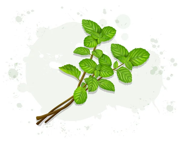 Peppermint Leaves Stems Vector Illustration — стоковый вектор