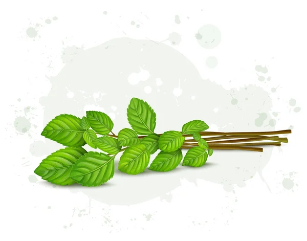 Ein Bund Frische Grüne Kräuter Pfefferminze Blätter Vektor Illustration — Stockvektor