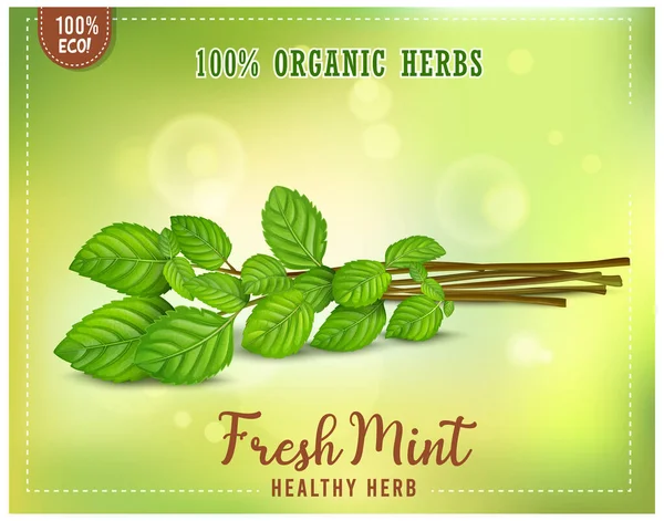 Taze Yeşil Nane Yaprakları, açık yeşil sırt kategorisinde vektör illüstrasyonunu destekler
