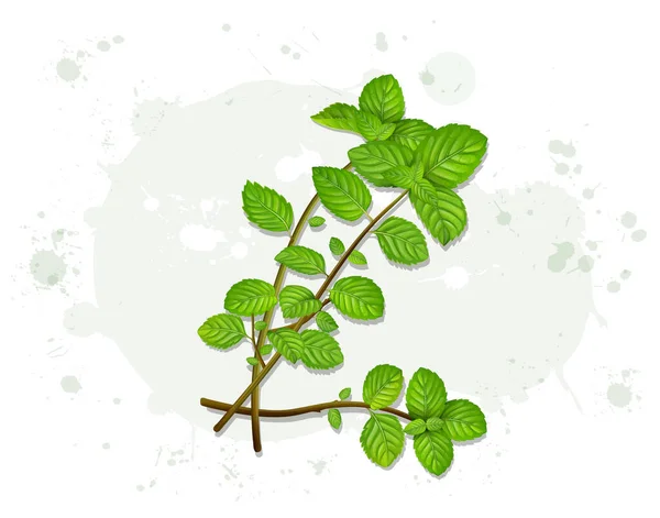 Fresh Green Herbal Mint Leaves Stems Vector Illustration — Stock Vector