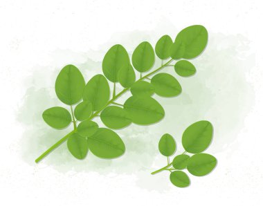 Moringa oleifera Superfood Ayrıl - Vektör illüstrasyonu