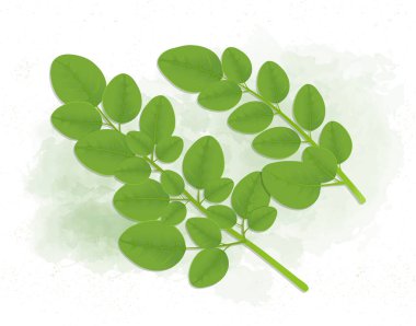 Superfood Moringa Kök Vektör illüstrasyonunu Bırakıyor