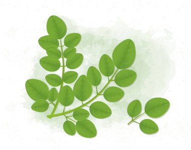 Superfood Moringa Kök Vektör illüstrasyonunu Bırakıyor