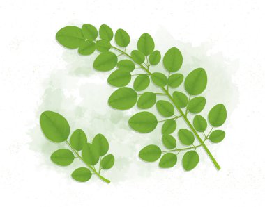 Moringa oleifera Ayrılma - Vektör illüstrasyonu