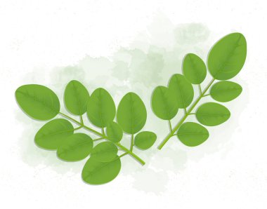 Moringa Superfood Yeşil vektör illüstrasyonunu bırakıyor