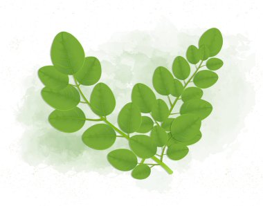 Superfood Moringa Kök Vektör illüstrasyonunu Bırakıyor