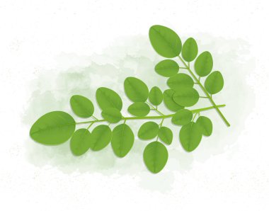 Moringa Akşam Yemeği vektör illüstrasyonunu bırakır