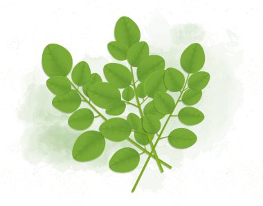 Superfood Moringa Kök Vektör illüstrasyonunu Bırakıyor