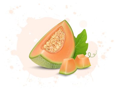 Muskmelon meyve parçaları ve çekirdekli Muskmelon vektör illüstrasyonu