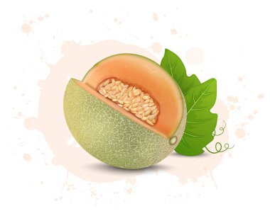Muskmelon meyve vektör çizimi beyaz arkaplanda izole edilmiş karpuz yapraklarıyla