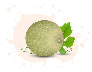 Taze yeşil miskkavun vektör çizimi yeşil yapraklı