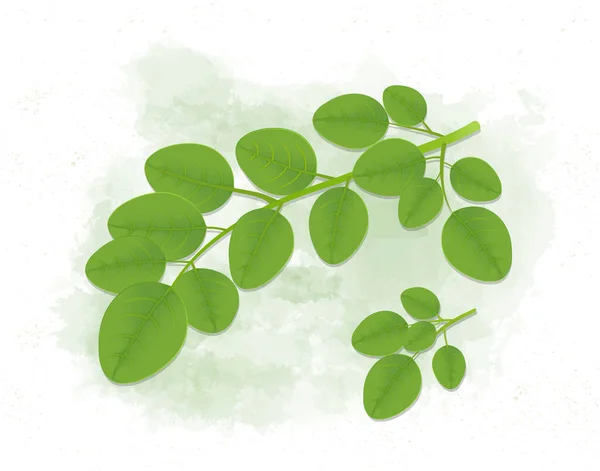 Superfood Moringa Blätter Stammvektor Illustration — Stockvektor