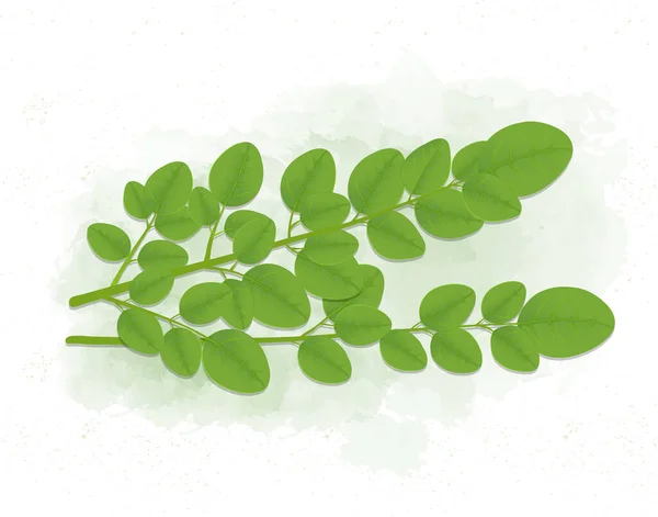 Moringa Stem Supperfood Blätter Vektorillustration Isoliert Auf Weißem Hintergrund — Stockvektor