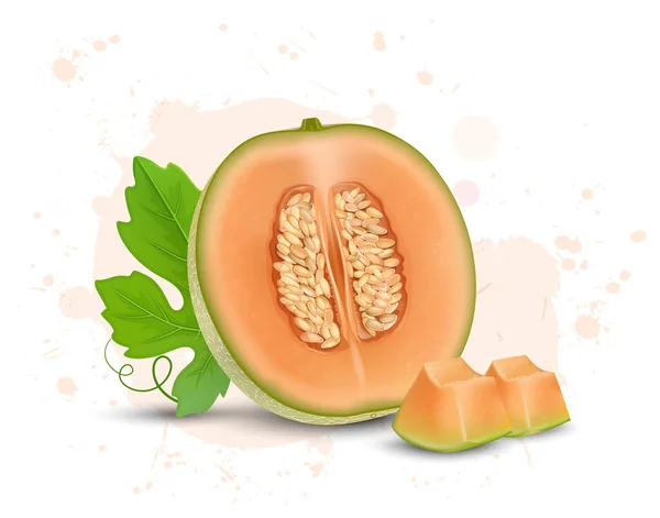 Demi Tranche Melon Musc Fruit Avec Des Graines Des Morceaux — Image vectorielle
