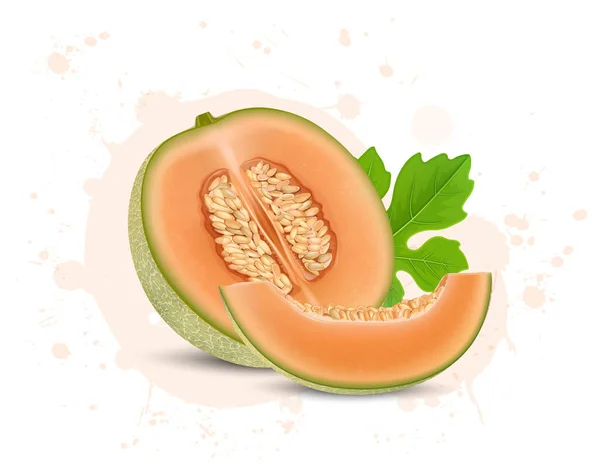 Ein Halbes Stück Muskmelonen Fruchtvektorillustration Mit Muskmelonenscheibe Und Grünem Blatt — Stockvektor