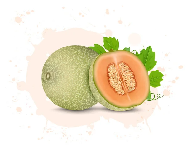 Vector Illustration Muskmelon Fruit Half Piece Muskmelon Green Leaves — 스톡 벡터
