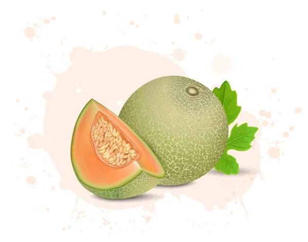 Musk melon Vector Art Stock Images | Depositphotos Musk melon Vector Art Stock Images | Depositphotos