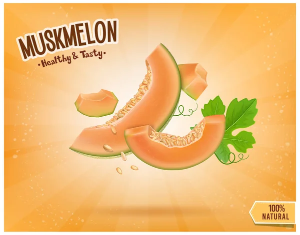 Muskmelon Slices Vector Ilustración Con Trozos Fruta Melón Vector Ilustración — Vector de stock