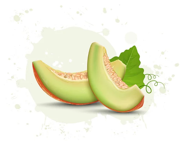 Muskmelon Fruit Slices Vector Ilustración Con Hoja Verde — Vector de stock