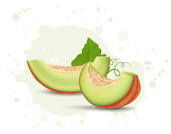 Fruto Melón Rebanadas Verdes Con Hoja Melón Semillas Vector Ilustración — Vector de stock