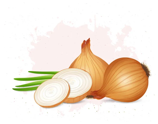 Onion Ilustración Vectores Vegetales Con Rodajas Cebolla Tallo Verde — Vector de stock