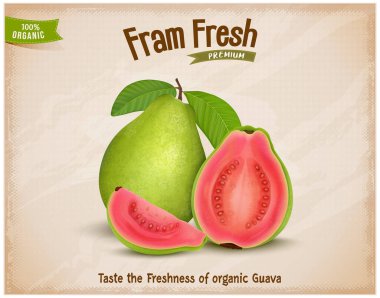 Taze yeşil Guava vektör çizimi yarım parça pembe guava ve guava dilimleri ve yeşil yapraklarla