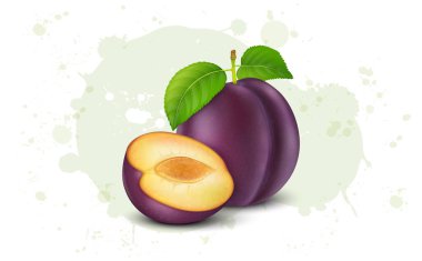 Erikli meyve vektör illüstrasyonunun yarısı erik meyvesi ile 