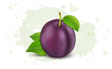 Ripe plum with green leaves vector illustration isolated on white background
