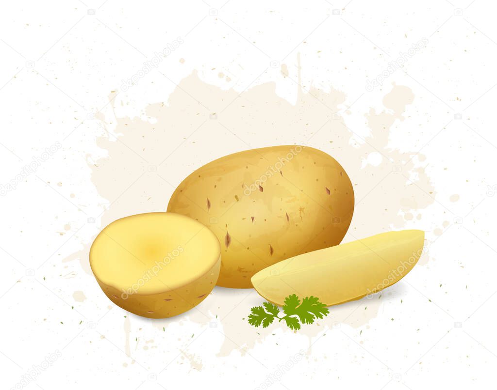 Potato vector illustration with, half pieces of potato on white background