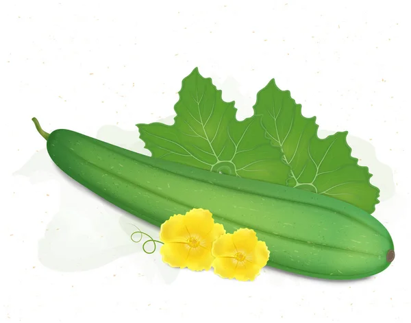 Sünger Kabağı Yeşil Yapraklı Sünger Sarısı Çiçekli Sebze Çizimi — Stok Vektör