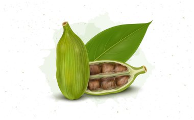 Cardamom spice vector illustration with half piece of green Cardamom with seeds and green leaves