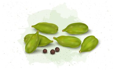 Green Cardamom Pods spices vector illustration with black pepper seeds isolated on white background