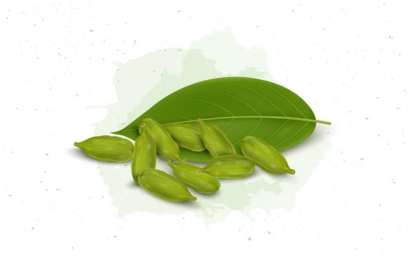 Cardamomo Verde Especiarias Vetor Ilustração Com Folhas Verdes Isoladas Fundo — Vetor de Stock